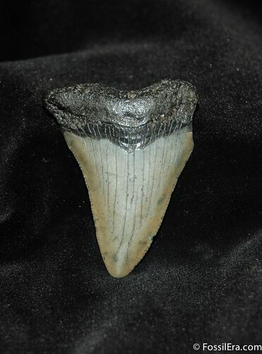 Small Megalodon Shark Tooth #559